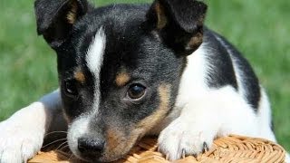 60 Seconds Of Cute Toy Fox Terrier Puppies [upl. by Rosaline]