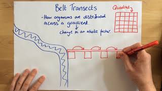 Belt Transects  p68 [upl. by Dammahom]