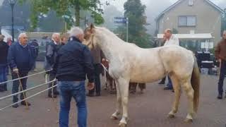 paardenmarkt Heeten [upl. by Eagle]