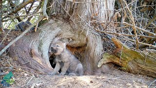 Wolf pup attempts to howl but cant quite get it out [upl. by Letta]