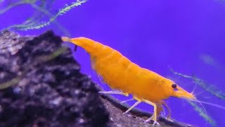 Neocaridina yellow shrimp eggs ready to hatch [upl. by Carlstrom947]