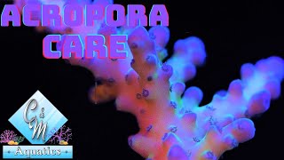 Acropora coral care and tips [upl. by Gwenn]