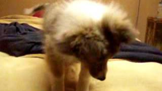 Sheltie puppy playing and barking [upl. by Chrisman]