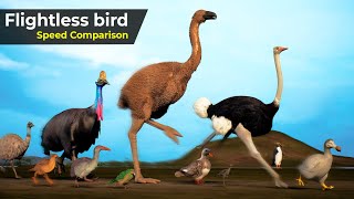 Flightless Birds Speed Comparison  Speed Comparison Birds  extinct Birds  Prehistorical birds [upl. by Aymahs]