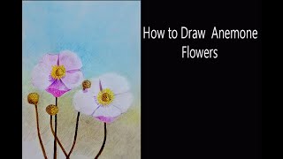 How to Draw Anemone Flowers [upl. by Amelina]