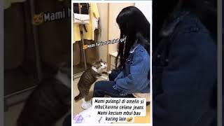 Mbul Marah😂shorts viralvideo cat [upl. by Hsac493]