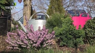 Créer une rocaille ou massif de conifères nains au jardin  Truffaut [upl. by Emmer996]