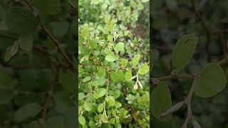 Ziziphus mauritiana is a spiny evergreen shrub birds mayurbhanj conservation cuttack [upl. by Hailed]