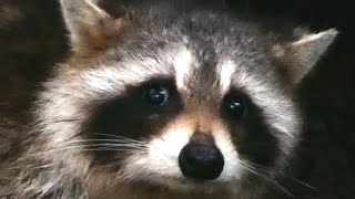 Raccoon sounds  noises  Audio [upl. by Yremrej87]