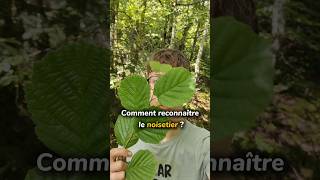 Comment reconnaître le noisetier 🌳noisetier arbres forêt naturecomestible plantessauvages [upl. by Notslar]