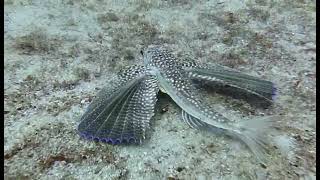 Flying Gurnard Fort Lauderdale FL w Sea Experience Dive Charter [upl. by Jones]