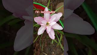 Leelawadee blooms 🩷🩷🩷 [upl. by Muraida]