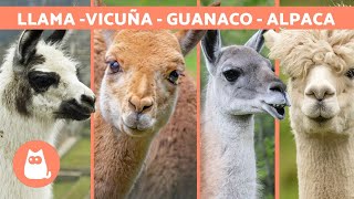 LLAMA vs ALPACA vs VICUÑA vs GUANACO 🦙 How to Tell the DIFFERENCE [upl. by Sairu]