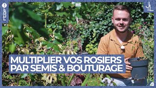 Rosiers  comment les multiplier par semis ou par bouturage  Jardins et Loisirs [upl. by Eilama170]