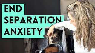 How to Stop Separation Anxiety in Dogs  Crate Training Tips [upl. by Romeyn619]