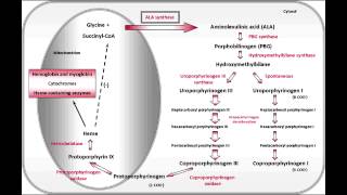 Acute Intermittent Porphyria amp Porphyria Cutanea Tarda [upl. by Toor278]