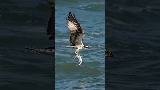 Le Balbuzard Pêcheur dans ses exploits shorts animaux balbuzardpecheur [upl. by Janka]