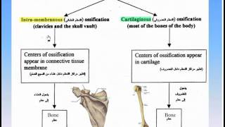 06The Skeleton8Ossification of Bones Anatomy Intro Dr Ahmed Kamal [upl. by Imiaj856]