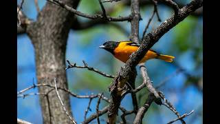 ORIOLE Icterus SPURIUS [upl. by Hachmin729]