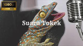 Suara Tokek [upl. by Hoashis]