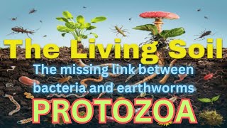 PROTOZOA The Missing Link Between Bacteria And Earth Worms [upl. by Iharas]