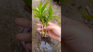 How to grow lucky bamboo plant shorts [upl. by Burrows]