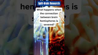 What Happens When Brain Hemispheres Are Severed Discover SplitBrain Phenomenon Shorts [upl. by Tallu]