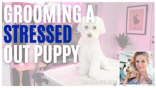 Dog Grooming Tips For Nervous Puppy Full Dog Grooming Video with explanations [upl. by Hesler]