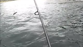 Chinook Salmon fishing Clearwater River Idaho [upl. by Talbot]