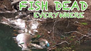 Fish dead in Chattooga River …fishingriverchattoogacounty [upl. by Reffotsirhc915]