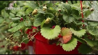 Lentretien des fraisiers après la plantation  Truffaut [upl. by Maleeny758]