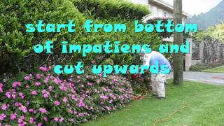 How to Care for Your Impatiens [upl. by Krystyna]