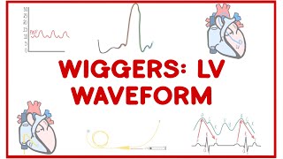 Wiggers Diagram LEFT VENTRICULAR Waveform [upl. by Goodyear]