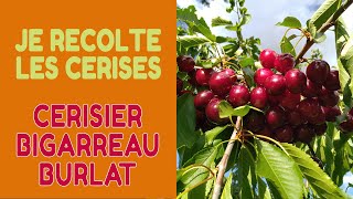 🍒Je Cueille des Cerises sur un Cerisier Bigarreau Burlat [upl. by Arlo696]