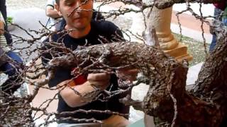 Trinacria Bonsai School Demo 1 at TBS 2nd Bonsai Exhibtion 2015 [upl. by Assirram]