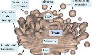 CYTOLOGIE LE SYSTÈME ENDOMEMBRANAIRE [upl. by Emoryt939]