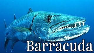 Facts The Great Barracuda How DANGEROUS are Barracudas facts about Barracudas [upl. by Huang]