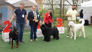 EXPOZITIE CANINA 6 APRILIE 2024 LA VALEA IAZURILOR CALARASI CAC SI CACIB CEI MAI FRUMOSI CAINI A [upl. by Mossolb]