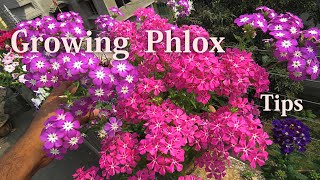 How to Grow Phlox  Phlox Planting and Care Tips  springsummer flowers  ফ্লক্স  फ्लॉक्स [upl. by Lesslie878]