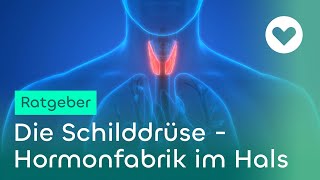 Die Schilddrüse  Hormonfabrik im Hals  Campus Gesundheit [upl. by Bertero]