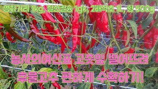 고추잎 떨어뜨려 후물고추 편하게 수확하기 2탄 고추농사 잘 짓는 법 [upl. by Nyllij179]