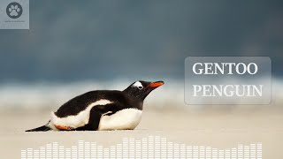 What sound does a penguin make Penguin sound effect and video [upl. by Ellersick]