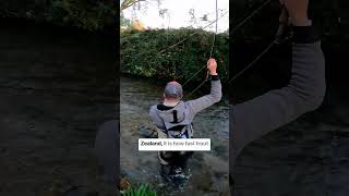 Big New Zealand trout know how to destroy you [upl. by Joanna]