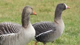 Lesser white fronted goose from reintroduction programme  Dwerggans uit herintroductieprogramma [upl. by Martineau177]