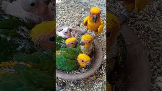 Sun conure breeder piar with sun conure babysshortsviral [upl. by Wilkey512]