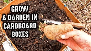 3 EASY DIY Cardboard Grow Box Gardening Containers You Can Make At Home [upl. by Eem]