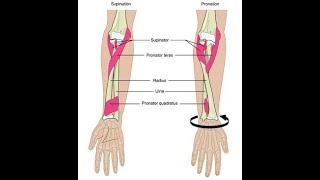 Wrist supination and pronation exercises [upl. by Laverne]