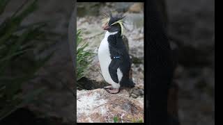 Rockhopper penguin [upl. by Claudy]