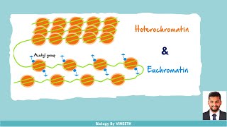 Heterochromatin and Euchromatin [upl. by Vasileior]