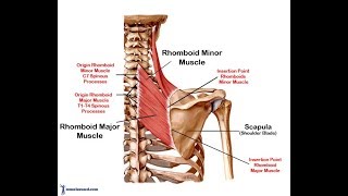 Rhomboid exercise [upl. by Notyad670]